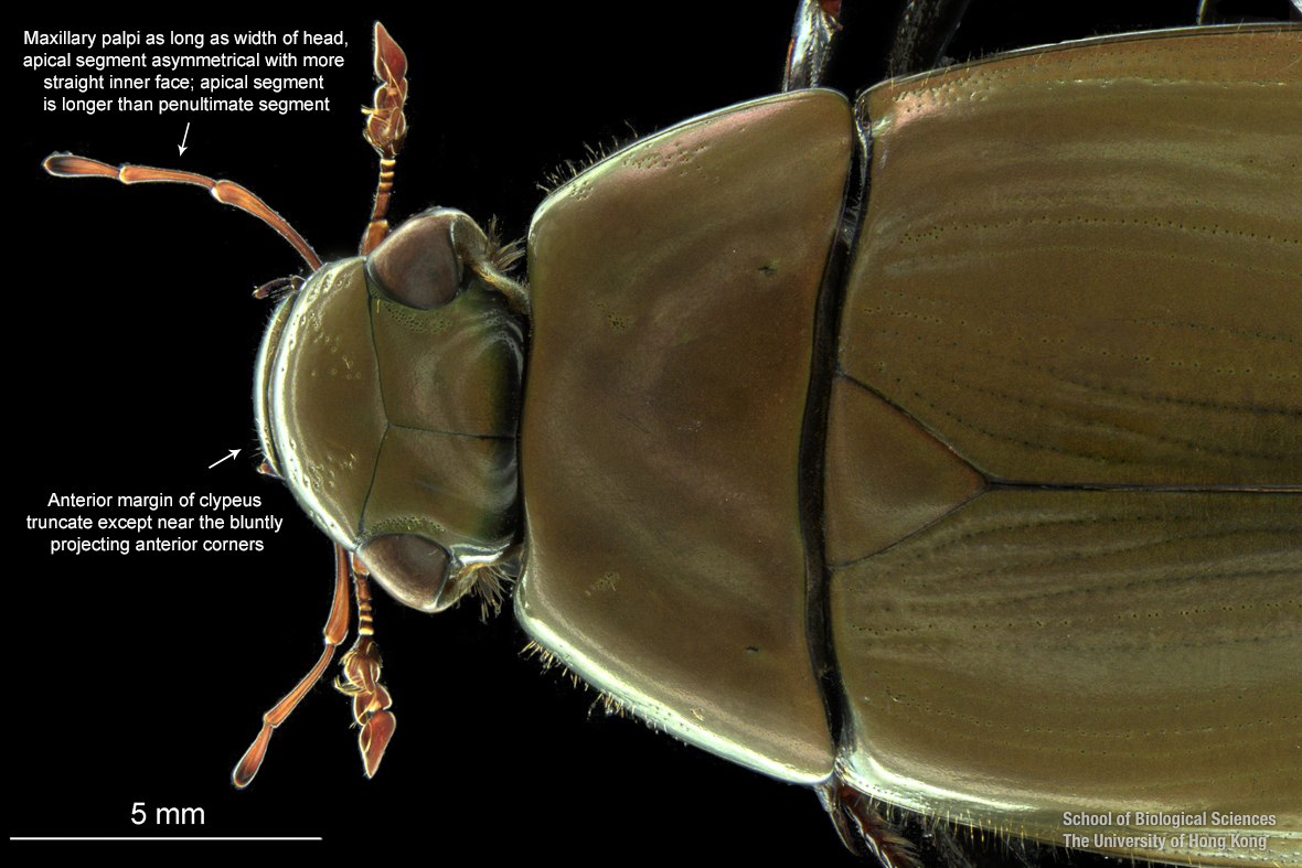 Cranium and pronotum (dorsal view)
